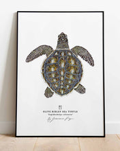 Load image into Gallery viewer, Olive Ridley Sea Turtle Scientific Print
