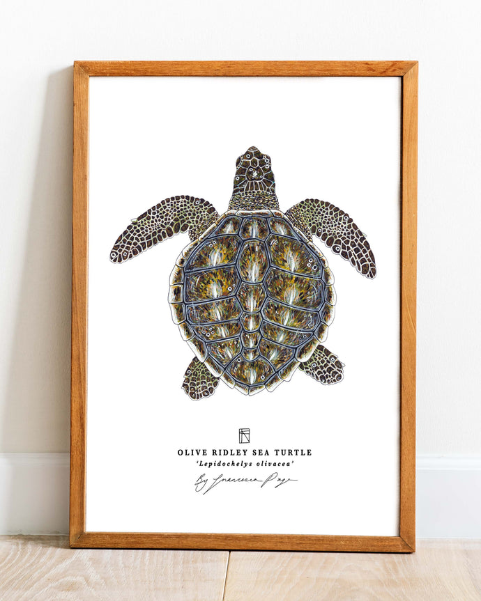 Olive Ridley Sea Turtle Scientific Print