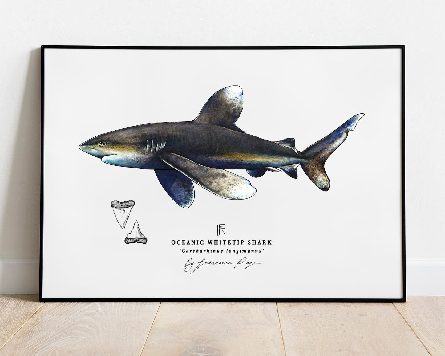 Oceanic Whitetip Shark Scientific Print