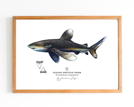 Oceanic Whitetip Shark Scientific Print
