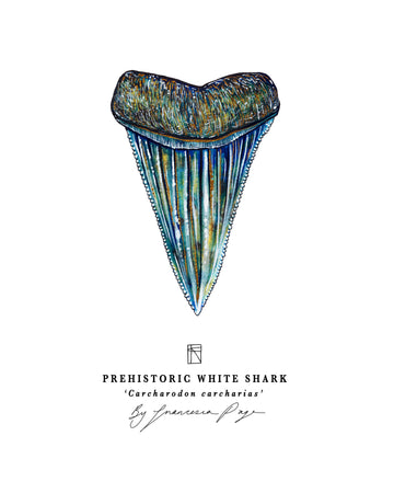 Prehistoric White Shark Scientific Print
