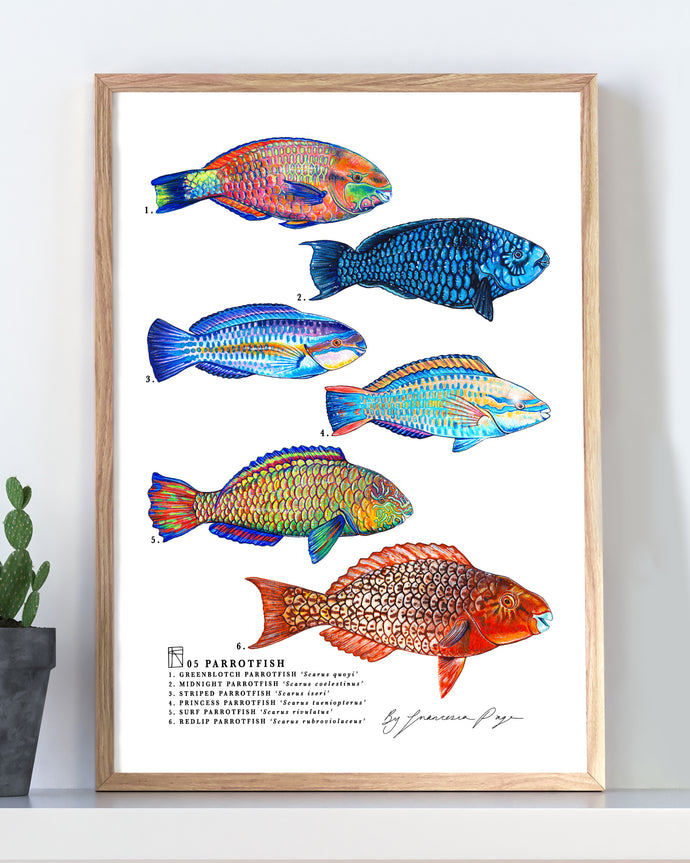 05 Parrotfish Scientific Print