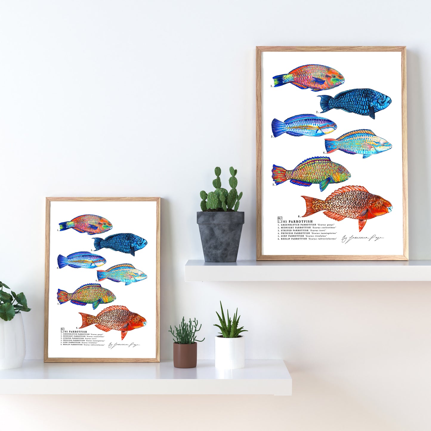 05 Parrotfish Scientific Print