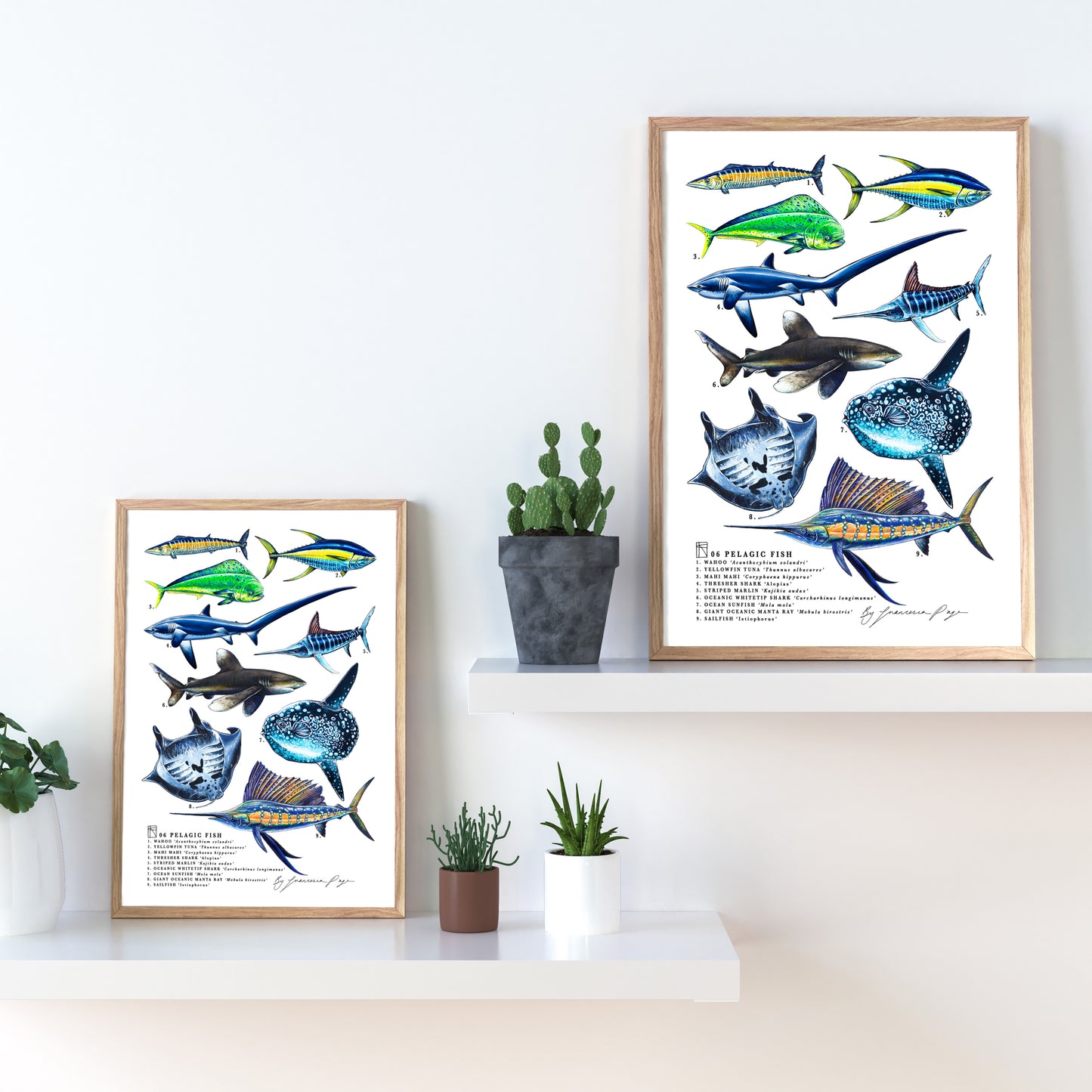 06 Pelagic Scientific Print