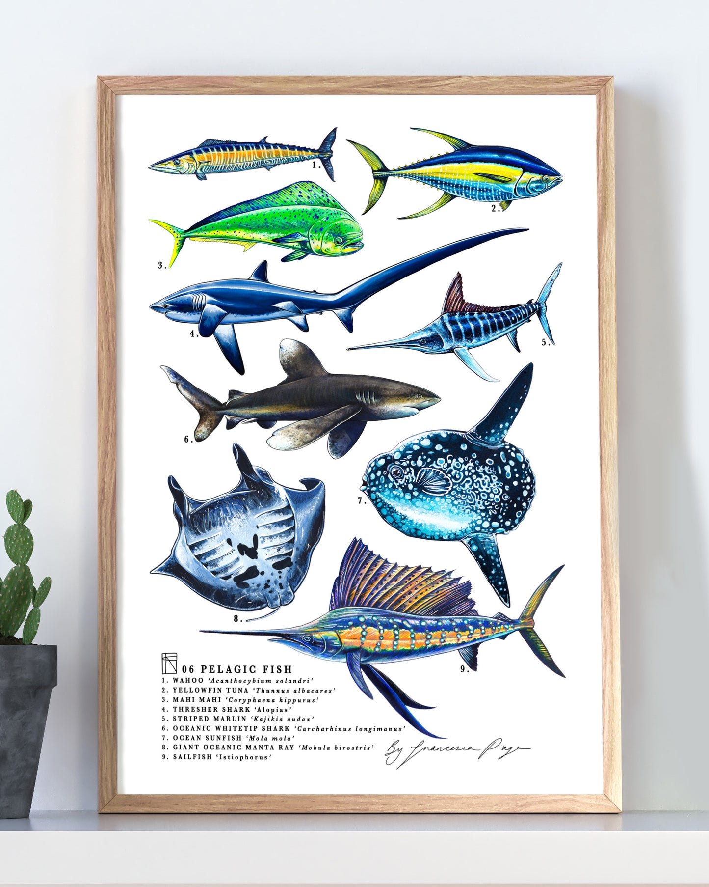 06 Pelagic Scientific Print