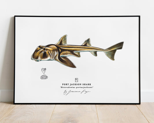 Port Jackson Shark Scientific Print