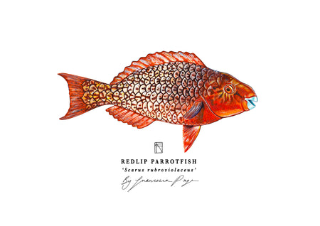 Redlip Parrotfish Scientific Print