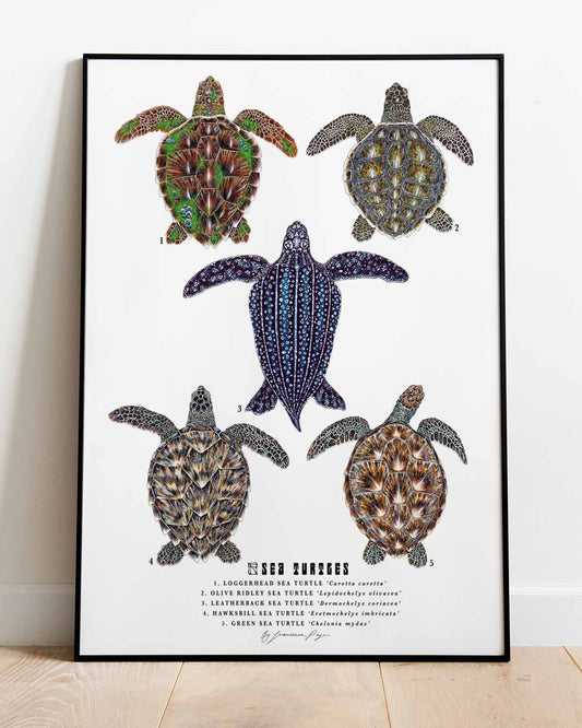 Sea Turtles Scientific Print