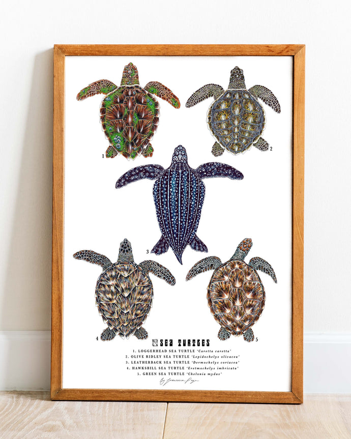 Sea Turtles Scientific Print