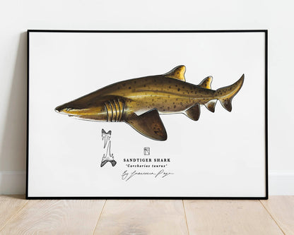 Sandtiger Shark Scientific Print