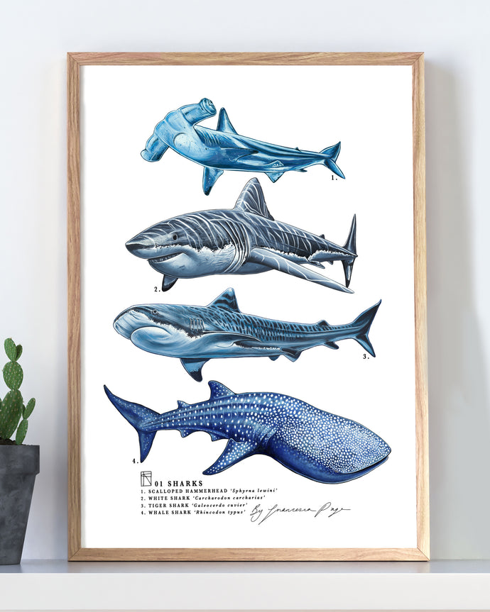 01 Sharks Scientific Print