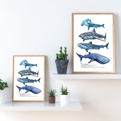 01 Sharks Scientific Print