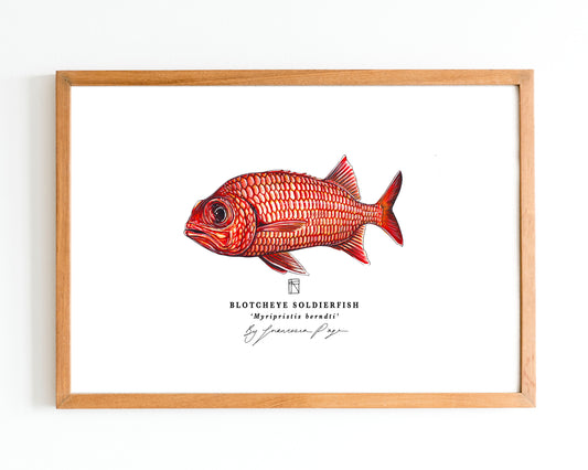 Blotcheye Soldierfish Scientific Prints