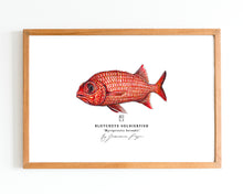 Load image into Gallery viewer, Blotcheye Soldierfish Scientific Prints
