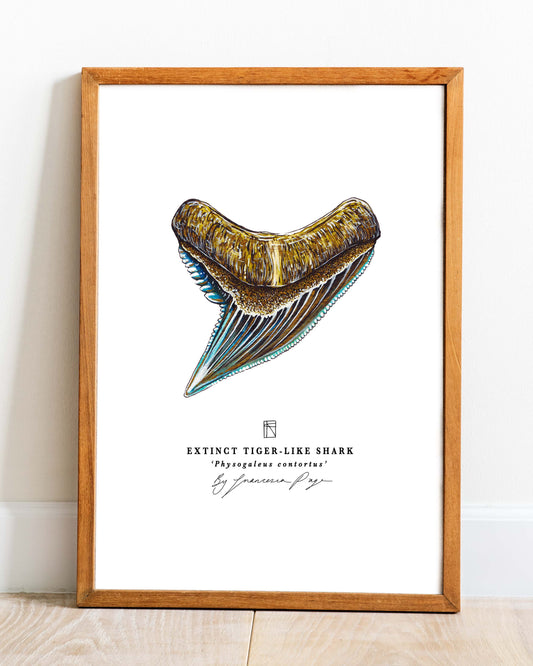 Extinct Tiger-Like Shark Scientific Print