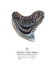 Load image into Gallery viewer, Extinct Tiger Shark Scientific Print
