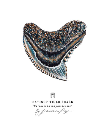 Extinct Tiger Shark Scientific Print