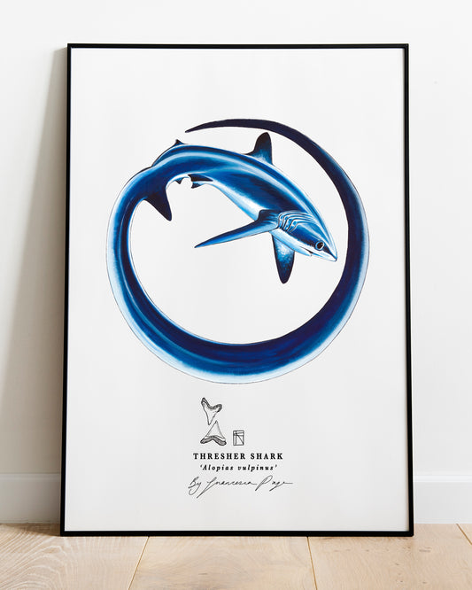 Thresher Shark Scientific Print