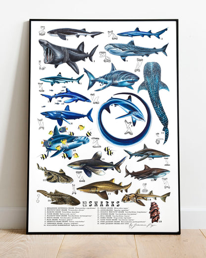 Sharks Scientific Print