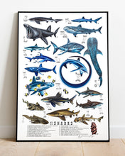 Load image into Gallery viewer, Sharks Scientific Print

