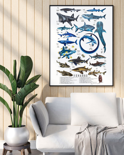 Sharks Scientific Print