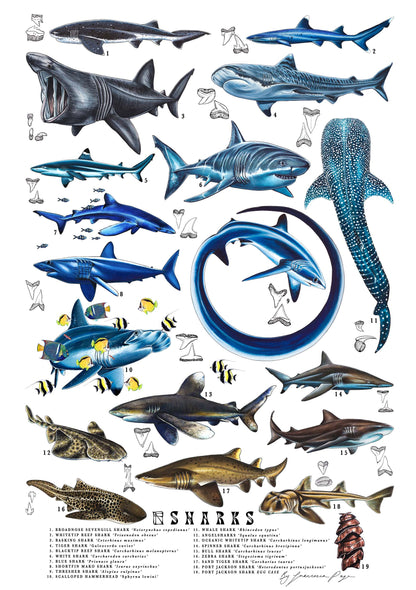 Sharks Scientific Print