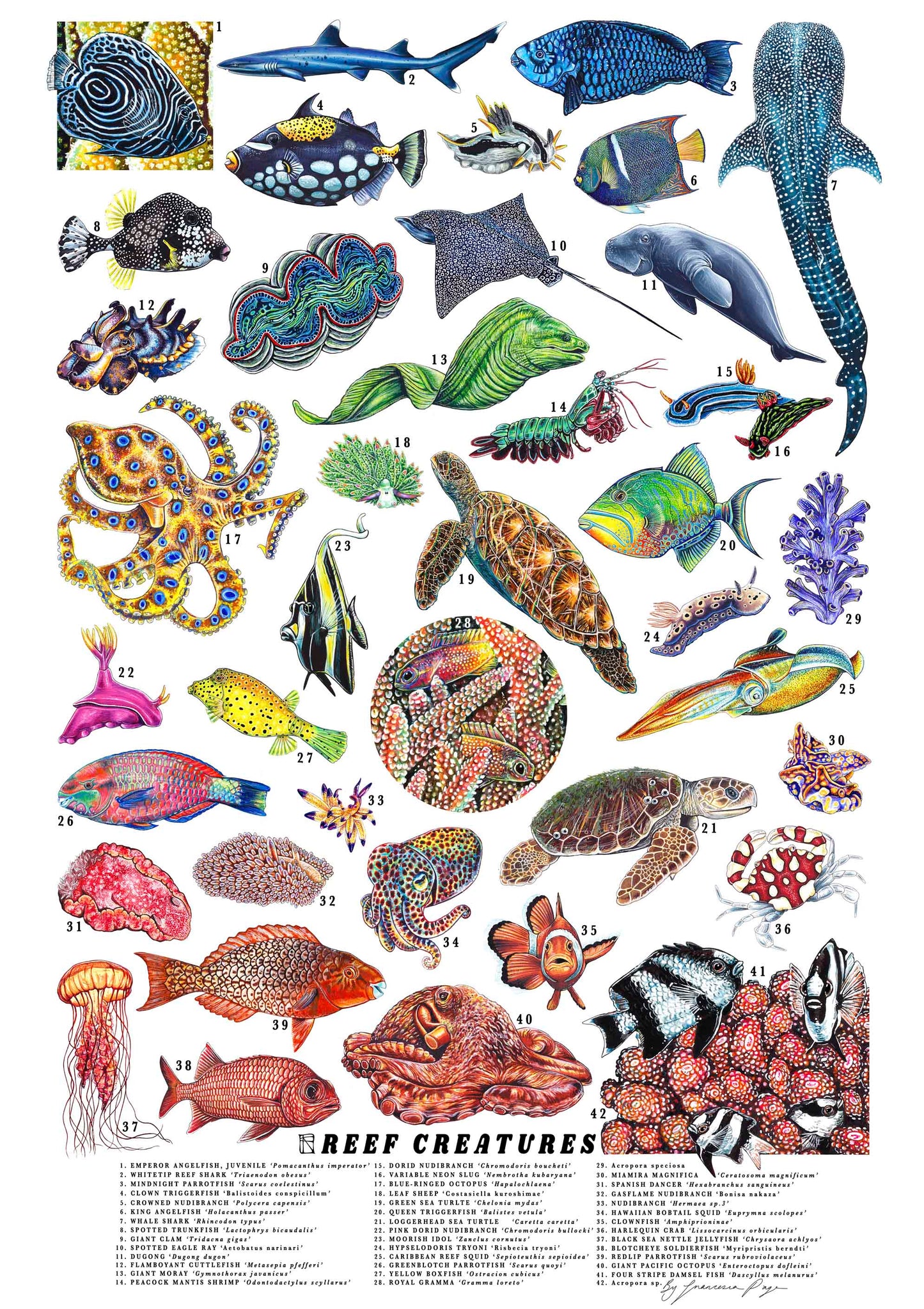 Reef Creatures Scientific Print