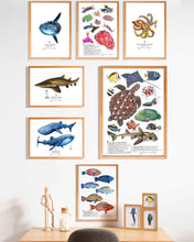 Load image into Gallery viewer, 04 Reef Creatures Scientific Print
