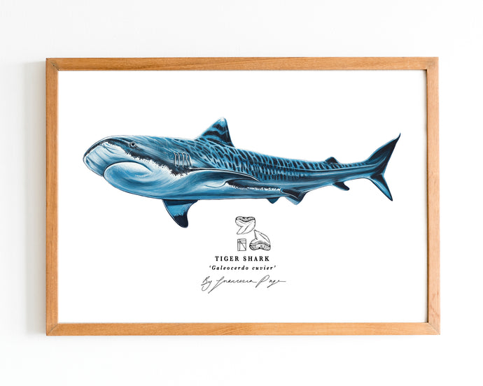 Tiger Shark Scientific Print