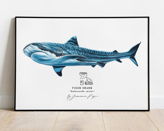 Tiger Shark Scientific Print