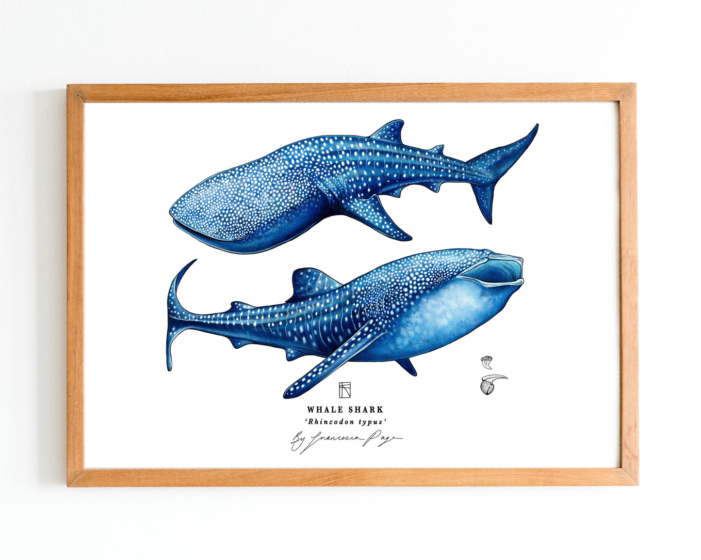 Whale Sharks Scientific Print