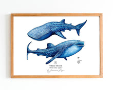 Load image into Gallery viewer, Whale Sharks Scientific Print
