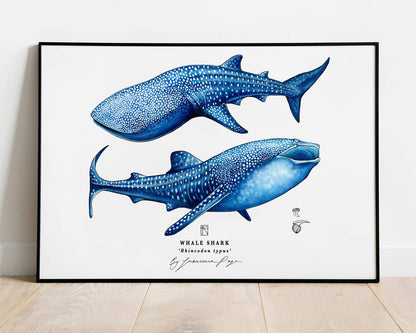 Whale Sharks Scientific Print