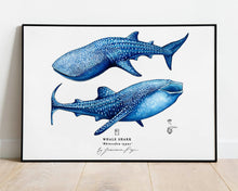 Load image into Gallery viewer, Whale Sharks Scientific Print
