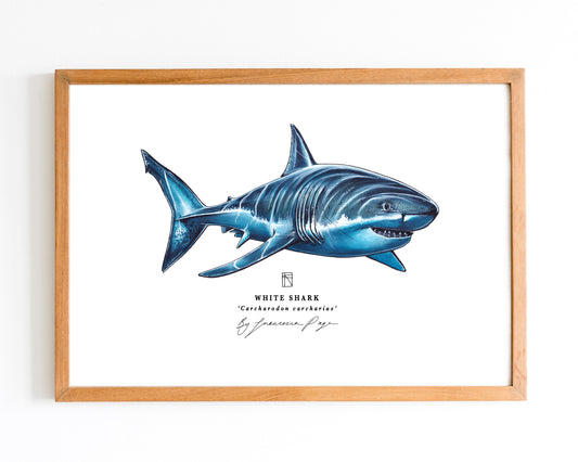 White Shark Scientific Print