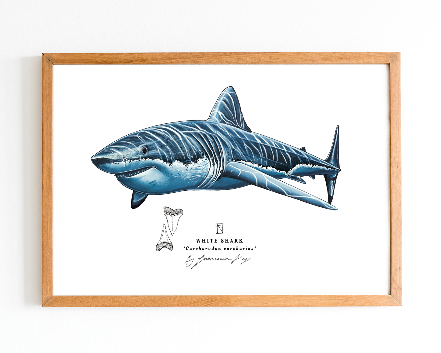 White Shark Scientific Print