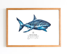 Load image into Gallery viewer, White Shark Scientific Print
