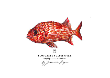 Blotcheye Soldierfish Scientific Prints