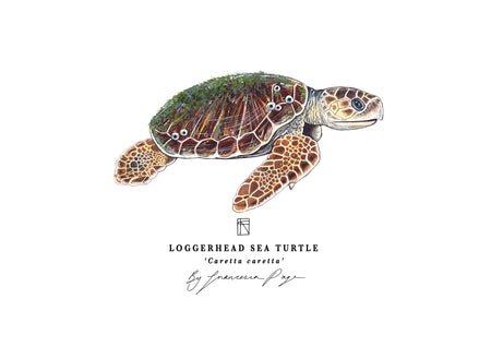 Loggerhead Sea Turtle Scientific Print
