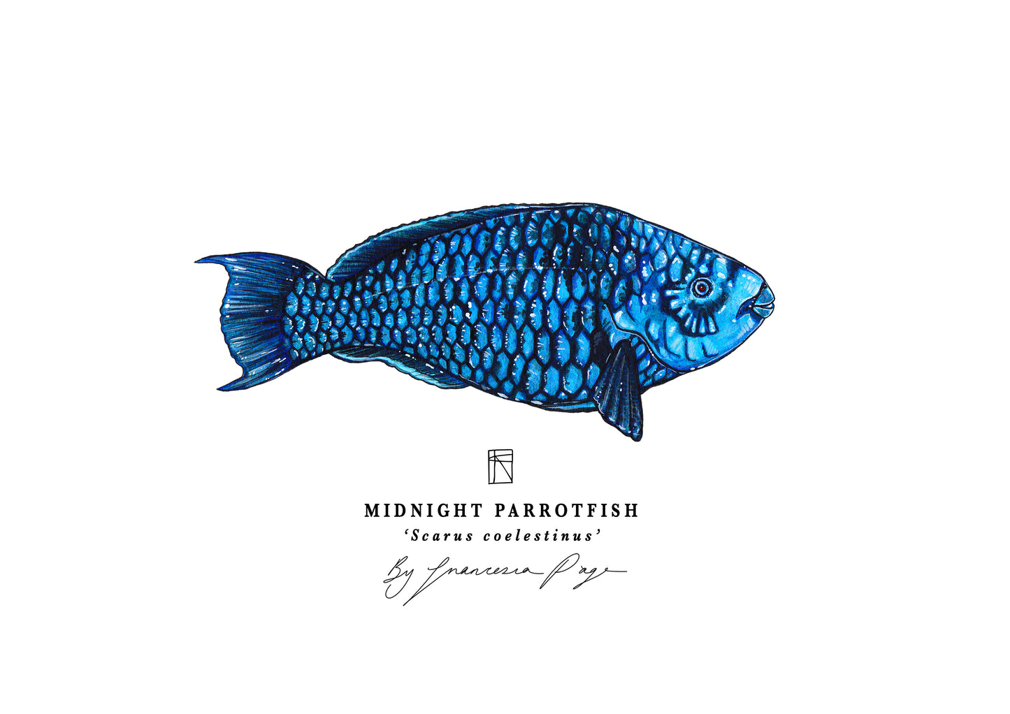 Midnight Parrotfish Scientific Prints