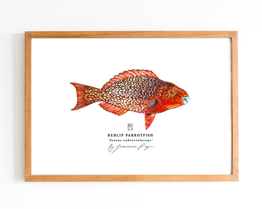 Redlip Parrotfish Scientific Print