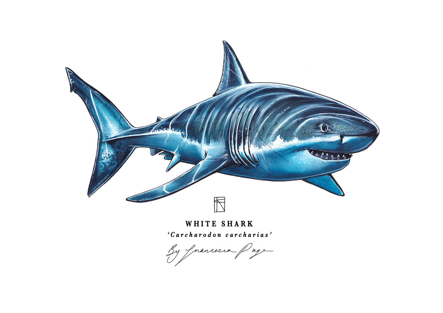 White Shark Scientific Print