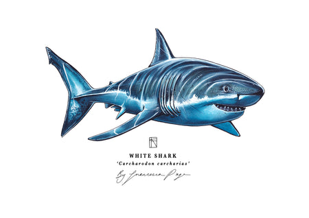 White Shark Scientific Print